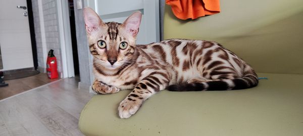 animal