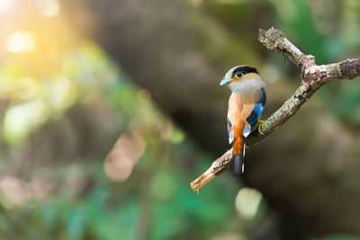 Close-up of bird perching on tree