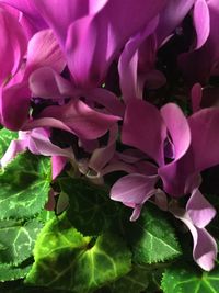 Macro shot of pink flower