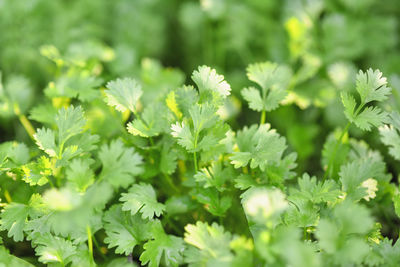 Close-up of fresh green leaves with flowers