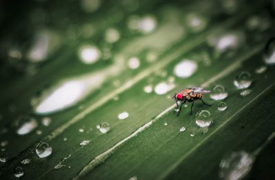 Close-up of ladybug on leaf