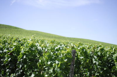 Crops growing on field against sky