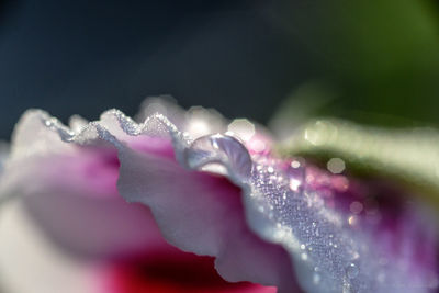 Close-up of water drops on purple flower