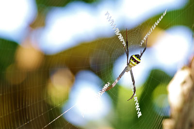 Close-up of spider on web