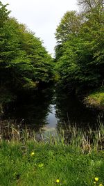 Scenic view of lake in forest against sky