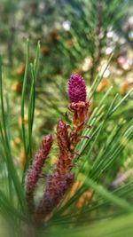 Close-up of purple flowering plant on field