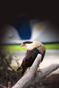 Close-up of bird perching on branch