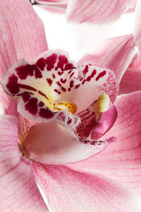 Close-up of pink rose flower