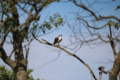 Birds Of EyeEm 