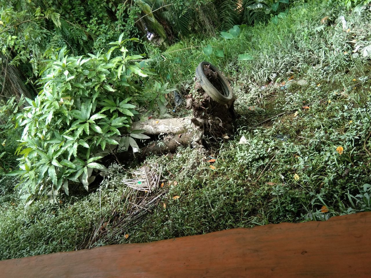 HIGH ANGLE VIEW OF LIZARD ON GRASS