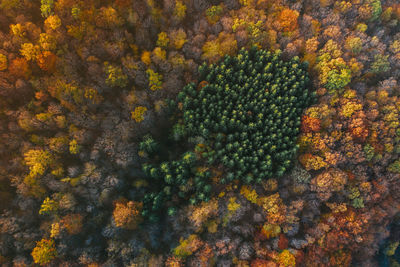 Aerial view of trees growing in forest during autumn