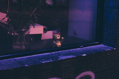 Close-up of cat in illuminated room