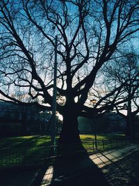 Bare trees against sky
