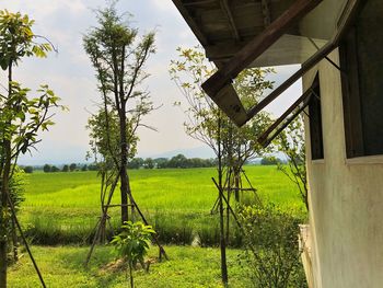 Trees on field against sky