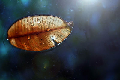 Close-up of wet leaf on glass