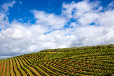 Scenic view of agricultural field against sky