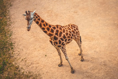 Giraffe standing in a zoo