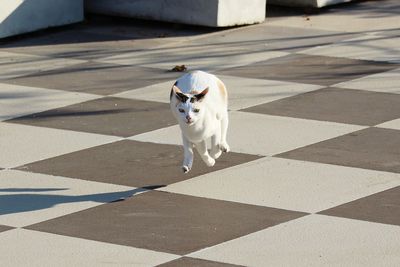 Motion view of cat running at speed