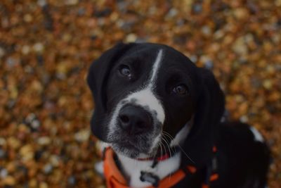 Close-up portrait of dog