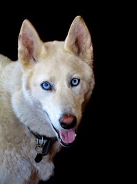Close-up portrait of dog