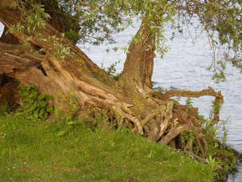 Scenic view of trees by river