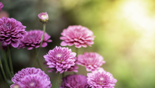 Close-up of pink flowering plants