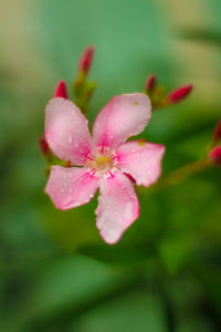 Close-up of wet pink flowering plant