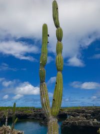 Cactus growing against sky