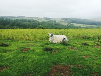 View of sheep on grassy field