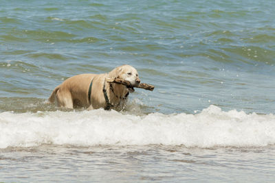 Dog on beach