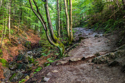 Stream amidst trees in forest