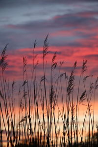 Silhouette plants on field against dramatic sky during sunset