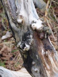 Close-up of lizard on tree trunk