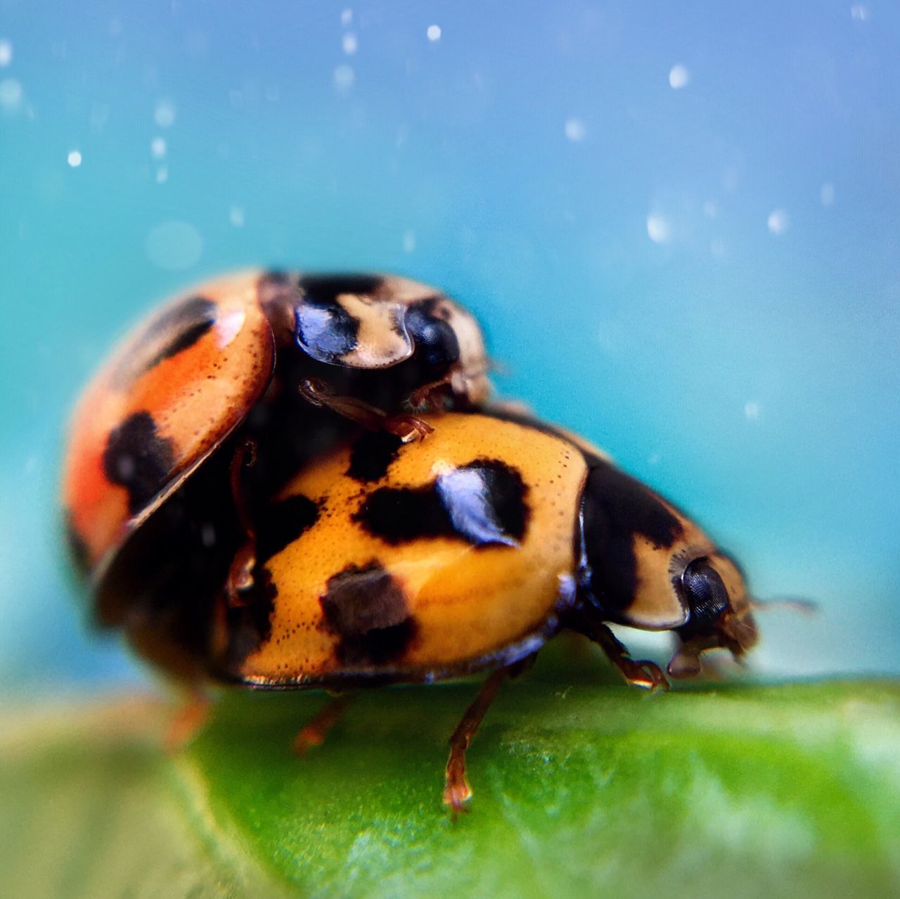 animal themes, one animal, animals in the wild, wildlife, insect, close-up, focus on foreground, nature, selective focus, ladybug, zoology, water, two animals, swimming, day, no people, outdoors, animal, full length, spotted