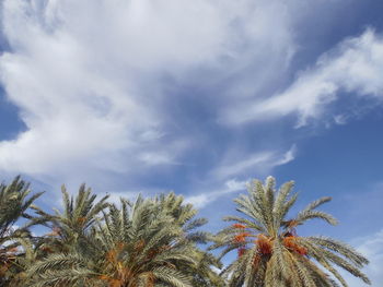 Low angle view of palm trees against sky