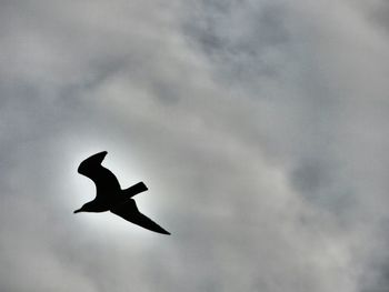 Low angle view of silhouette bird flying against sky