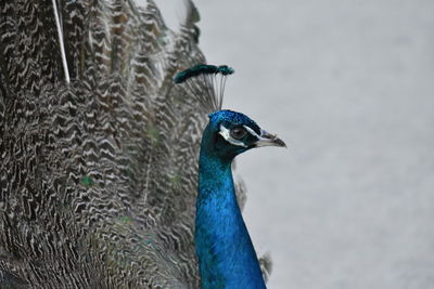 Close-up of peacock