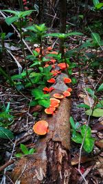 High angle view of mushrooms growing on field
