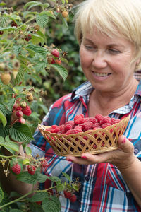 Middle-aged woman picks ripe raspberries in a basket, summer harvest of berries