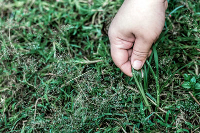 Close-up of hand holding grass