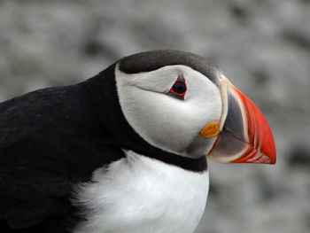 Close-up portrait of a bird