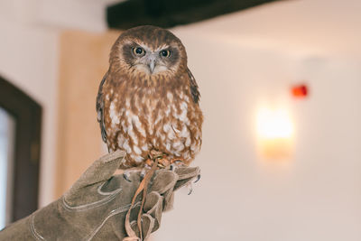 Close-up portrait of owl perching indoors