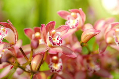 Close-up of pink flowering plant