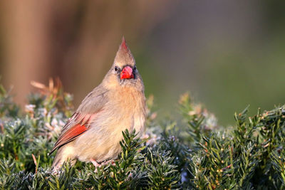 Female northern cardinal