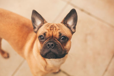 High angle portrait of dog at home