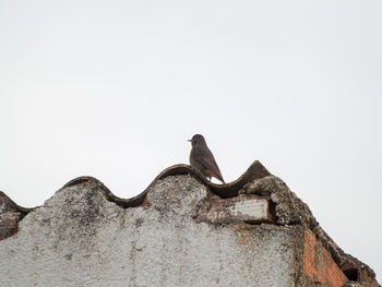 Low angle view of a bird on a wall