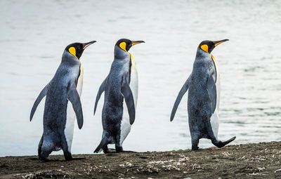 View of penguins on beach