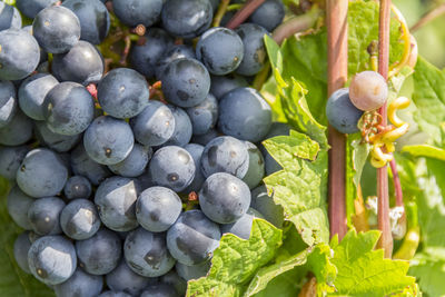 Full frame shot of fruit