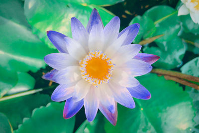 Close-up of purple flower