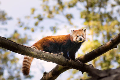Scenic view of a red panda sitting on a branch in forest